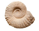 Ammonite